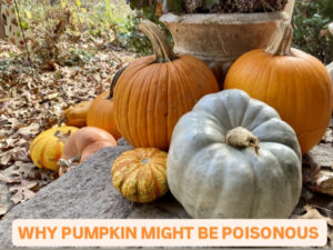 5 reasons why regularly eating pumpkin might not be Good For your Health