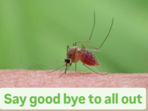 Say goodbye to All Out! Home remedies to keep mosquitoes away