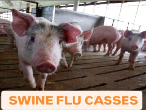 Rising Swine Flu Cases in India, Essential Tips For Health