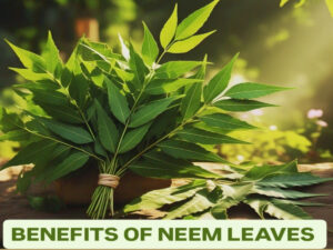 Eat Neem Leaves On An Empty Stomach Every Morning For 30 Days And See The Amazing Results