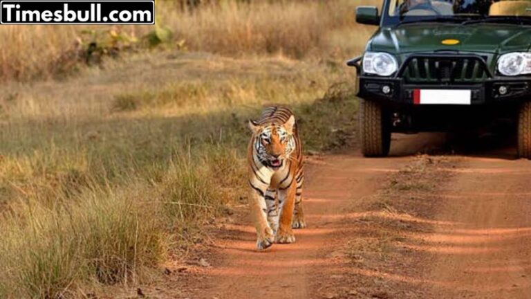 Haryana this district of largest jungle safari park Open, know More details 