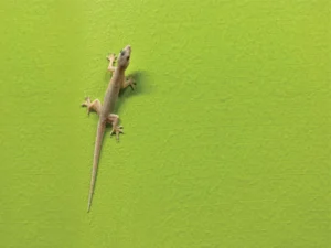 Rid of Lizards at Home Permanently, know simple tricks 