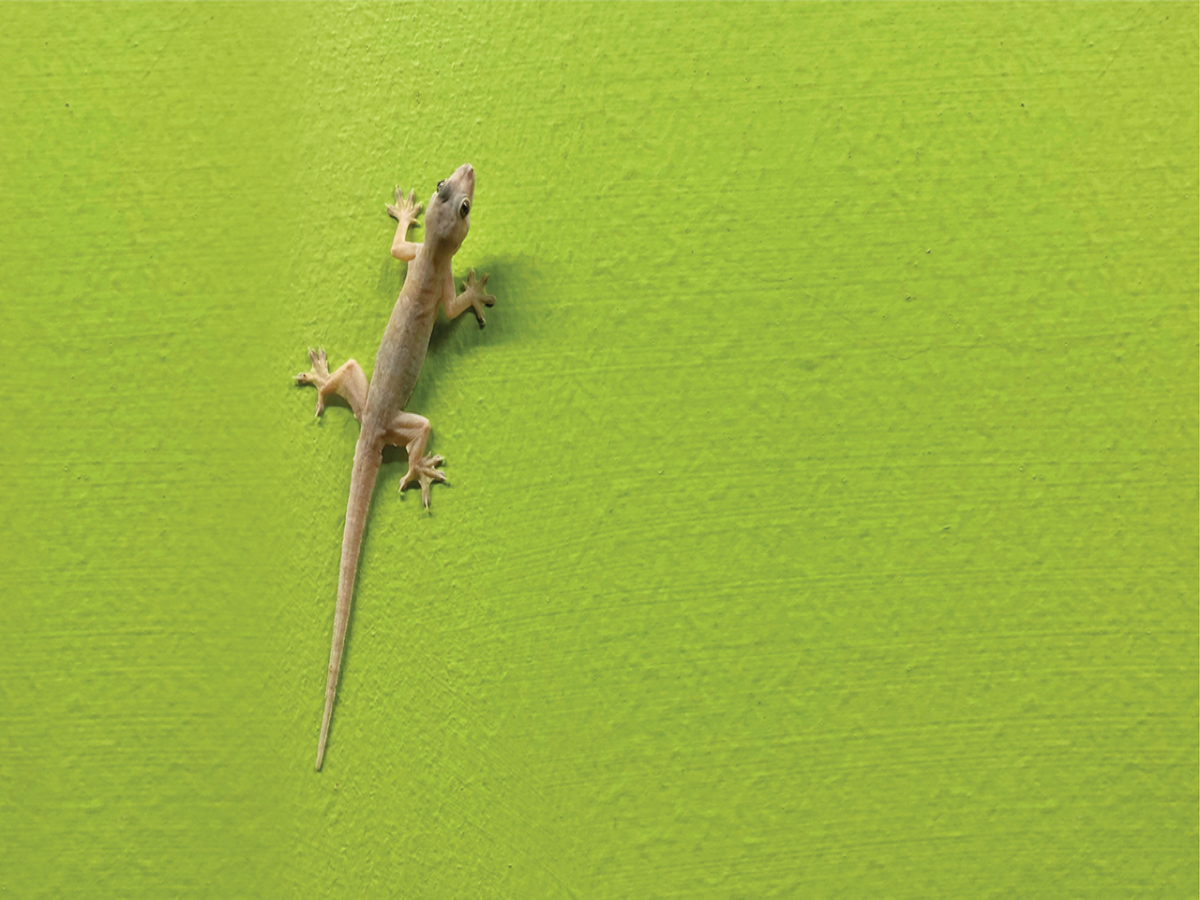 Rid of Lizards at Home...