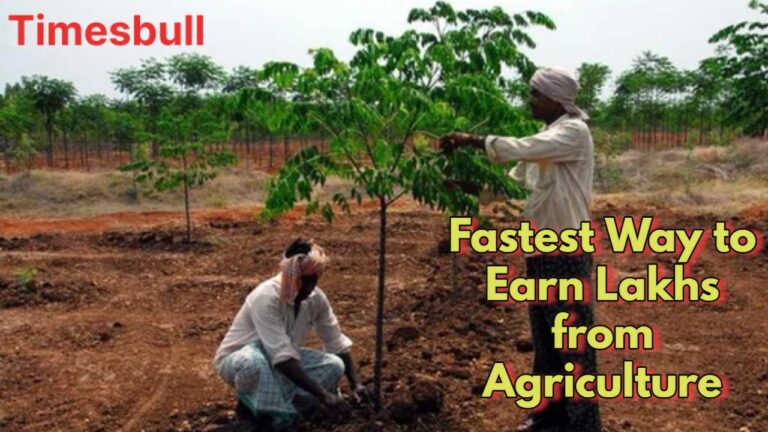 Malabar Neem Cultivation (2)