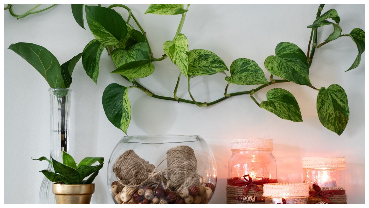 Money Plant – Choose the...