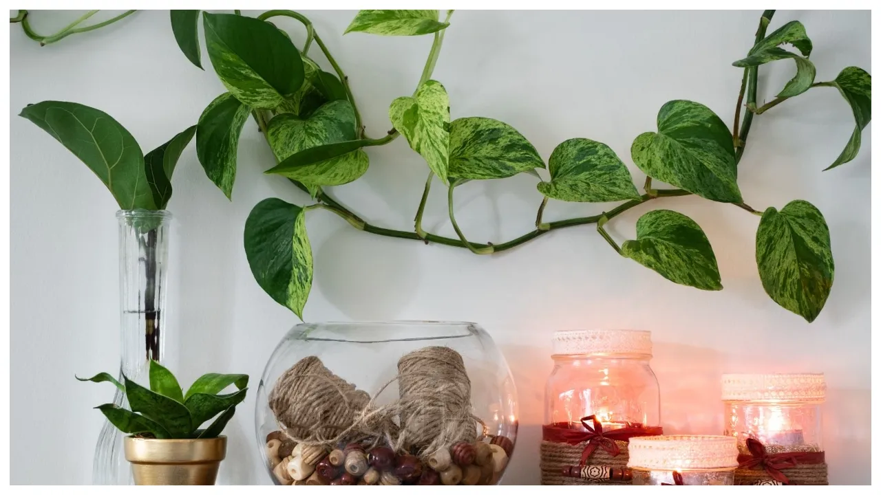 Money Plant