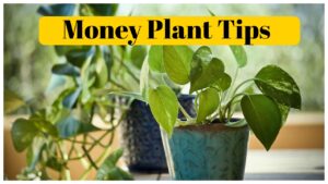 Money Plant – Avoid these 5 mistakes while planting a money Plant at Home