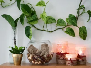 Money plant