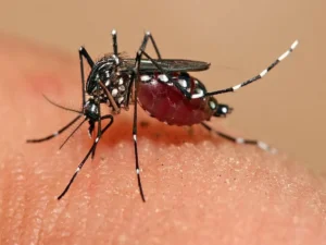 Put these 2 things in water and spray them all over the house, this is a home remedy to get rid of mosquitoes