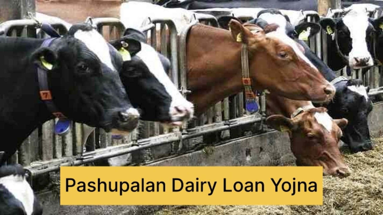 Dairy Farming Loan Scheme: