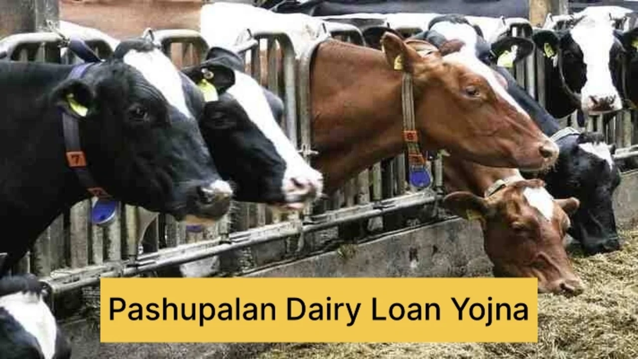 Dairy Farming Loan Scheme 2024:...