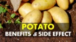 Potatoes Benefits & Disadvantages