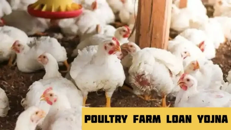 Poultry Farm Loan Yojana: A Complete Guide to Government Loan Schemes for Poultry Farming in India