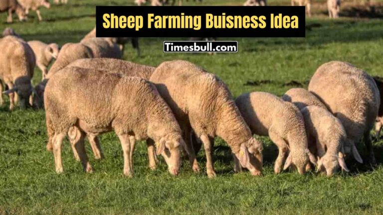 Sheep Farming Buisness Idea