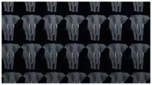 Challenge Your Observation Skills: Find the Odd Elephant Fast