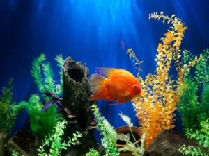 aquarium