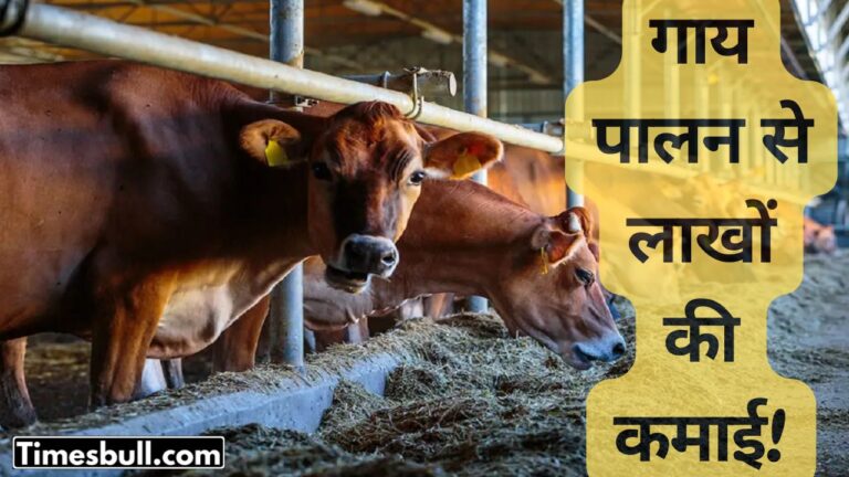 business ideas: डेयरी फार्मिंग बिज़नेस, गाय पालन से लाखों की कमाई!