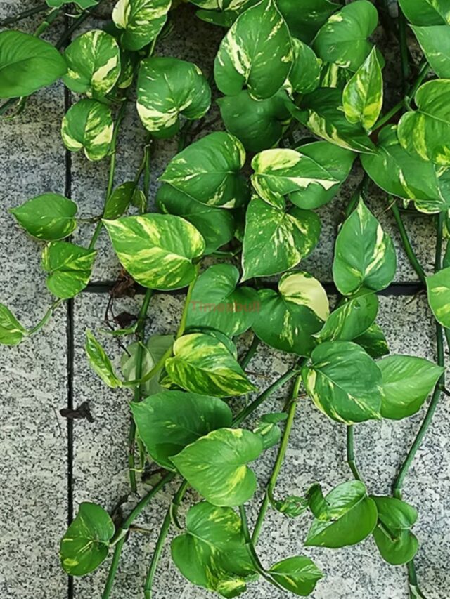 Top 7 Powerful Vastu: