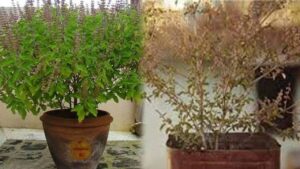 Tulsi Plant: तुलसी कि पत्तियाँ पड़ गईं हैँ काली तो जान लें इसका क्या मतलब है!