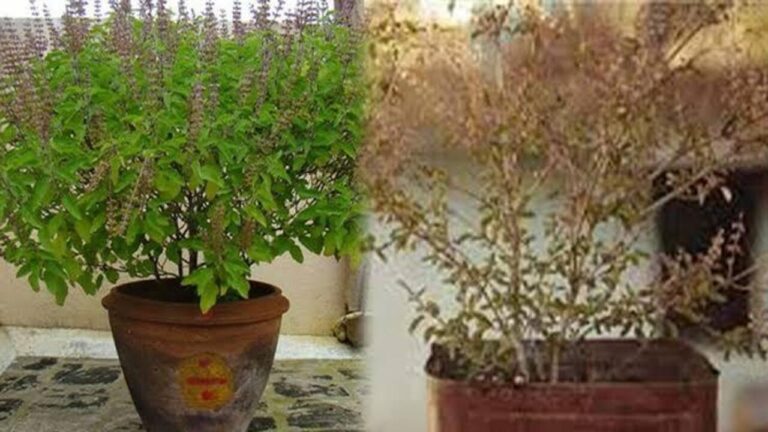 Tulsi plant