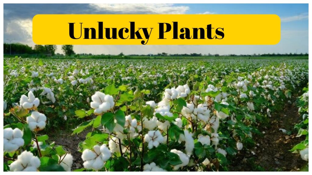 unlucky plants