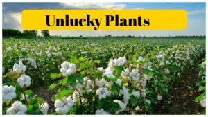 Unlucky Plants – ​These 5 plants that can bring bad luck to your Home