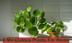 6 Miraculous Plants For Home That Bring Progress In Job & Business