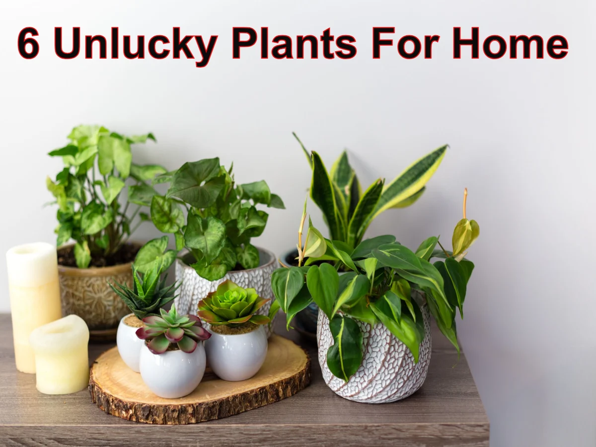 6 Unlucky Plants That