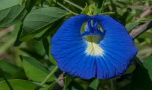 Aparajita plant