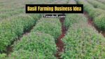 Basil Farming Business