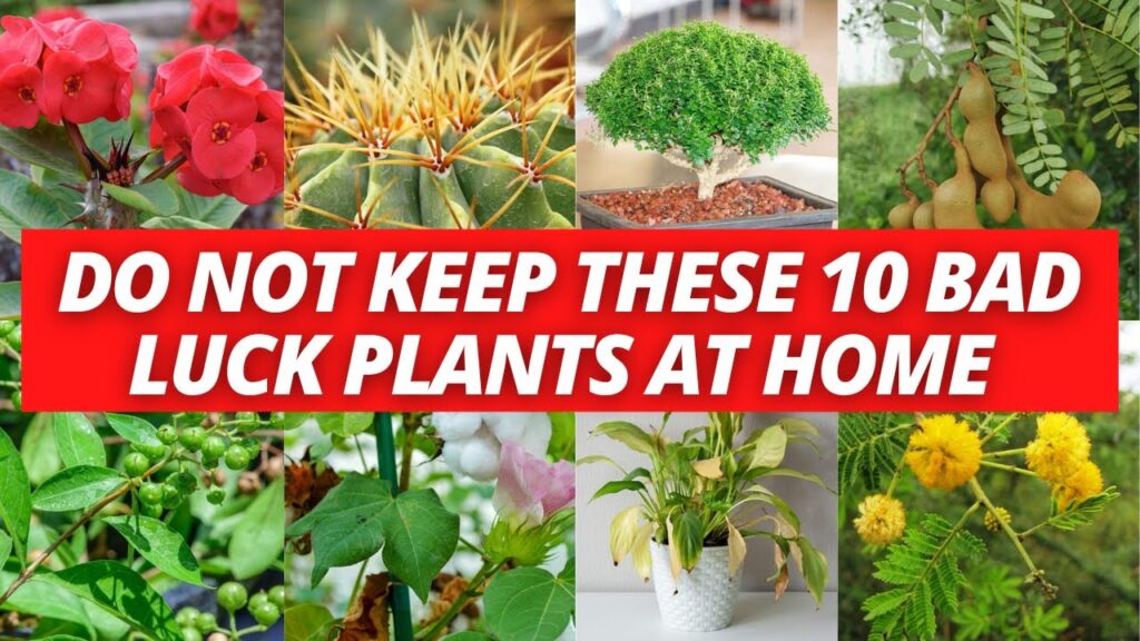 Beware These Plants Are Said To Bring Bad Luck And Can Even Ruin Your Wealth.