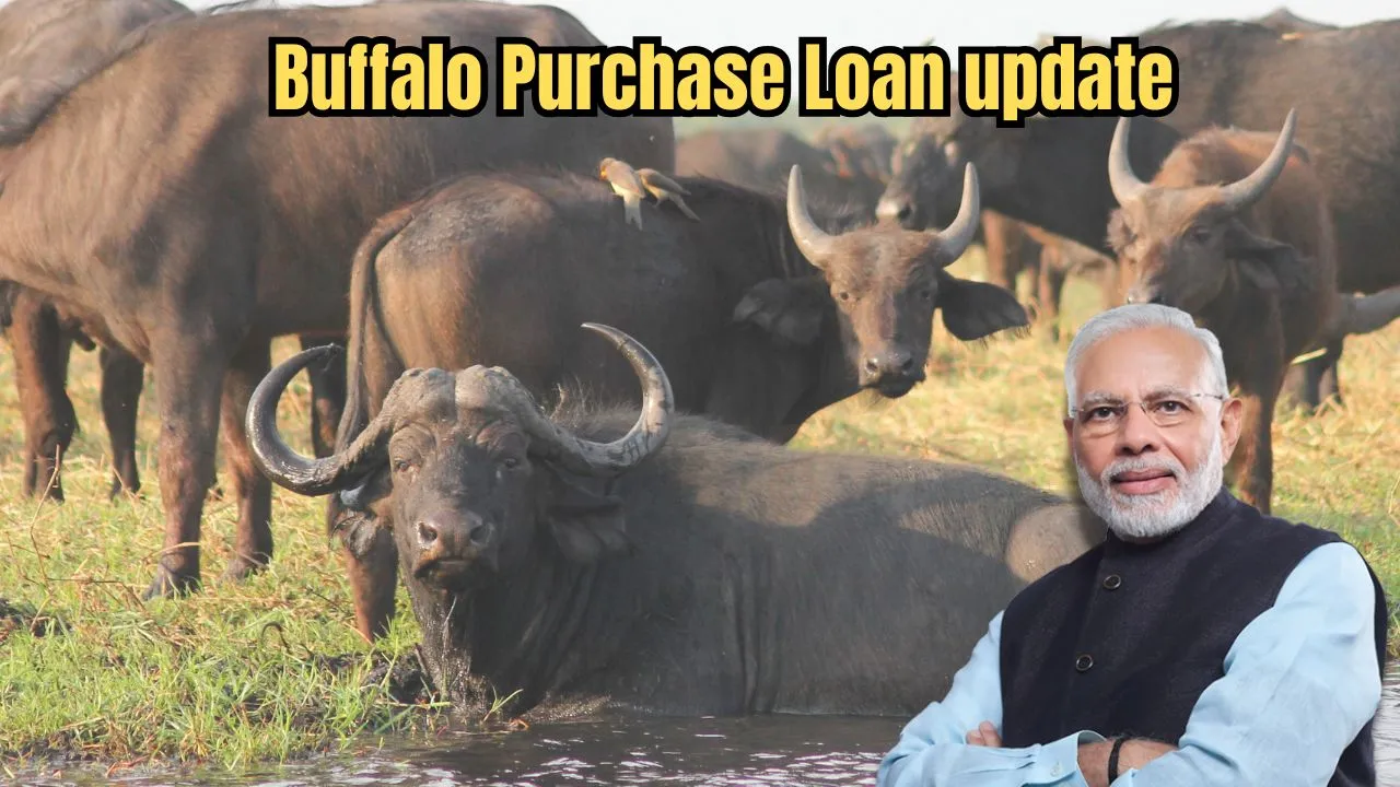 Buffalo Purchase Loan update