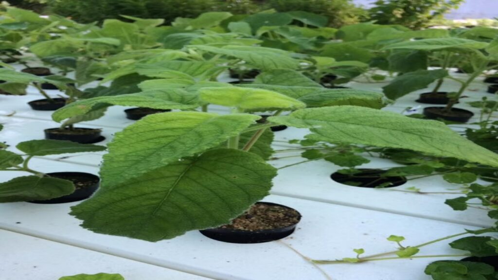 This plant is an ATM machine, earn lots of money every day, in just a few months