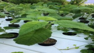 This plant is an ATM machine, earn lots of money every day, in just a few months