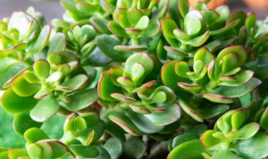 Crassula Plant