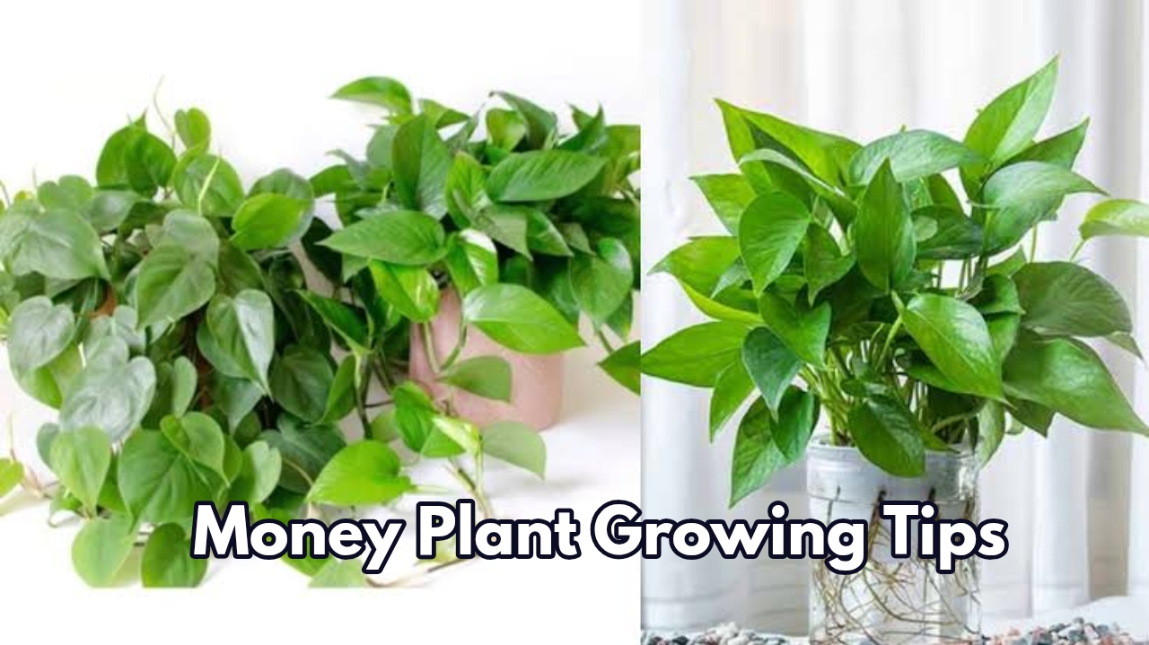 Gardening Tips: Put This 10...