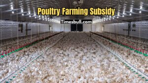 Poultry Farming Subsidy: Get Up to 40% Government Subsidy for Layer Chicken Farming – Here’s How