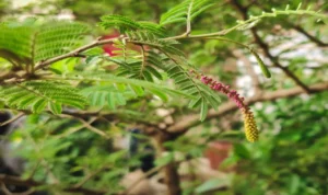 Shami tree