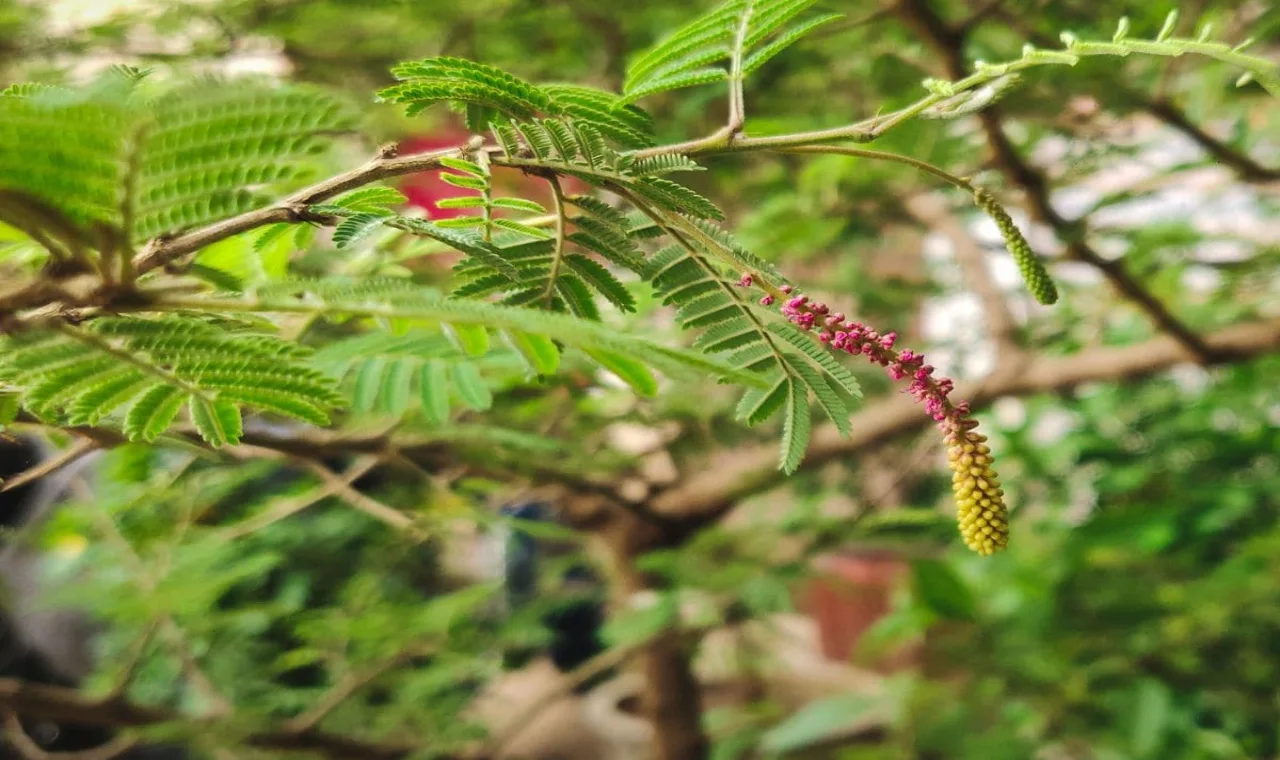 Shami tree