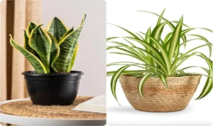 Spider Plant