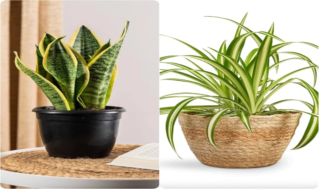 Spider Plant