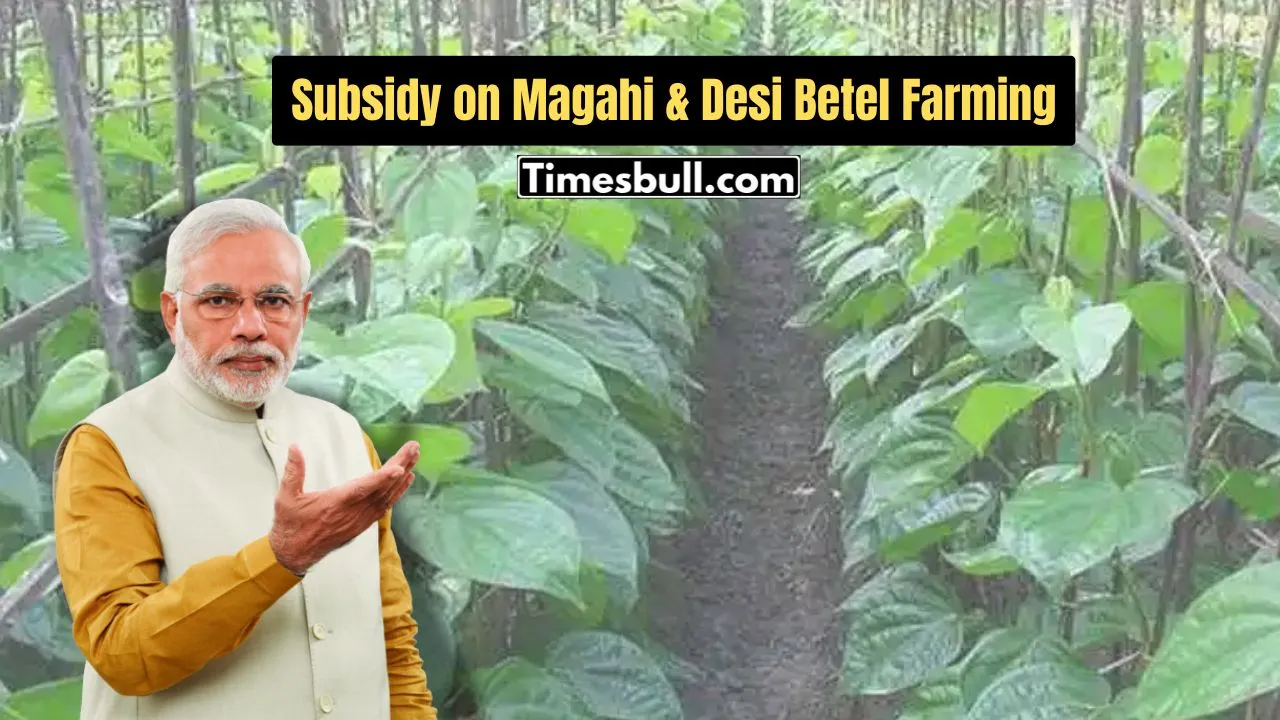 Subsidy on Magahi & Desi Betel Farming