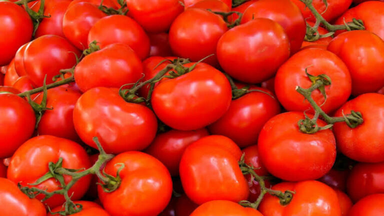 Harmfule Tamato: जान का जंजाल बन रहा ये सस्ता टमाटर, खाने से लोगों की हो रही मौत, मिल रहा बस 20 रुपए किलो