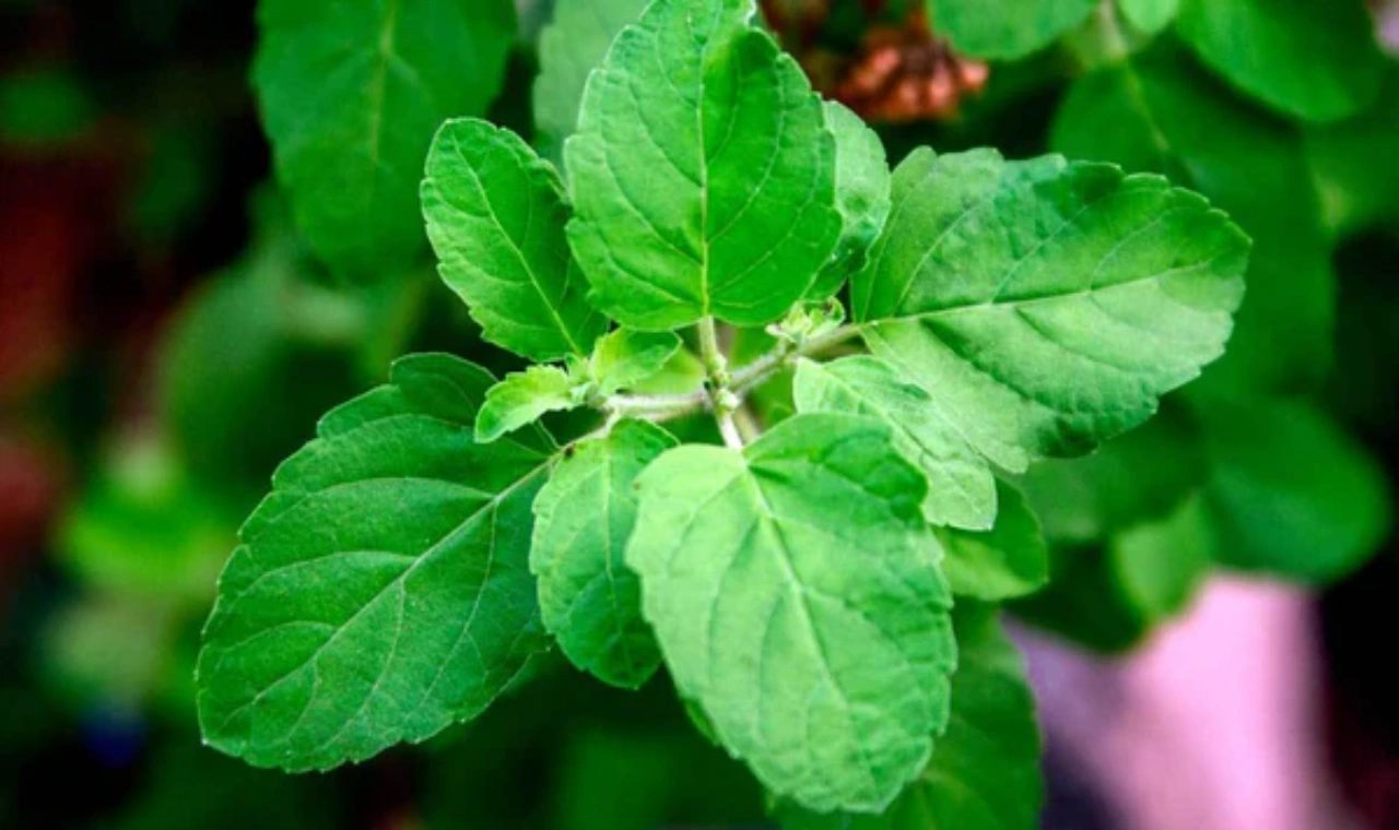 Tulsi plant