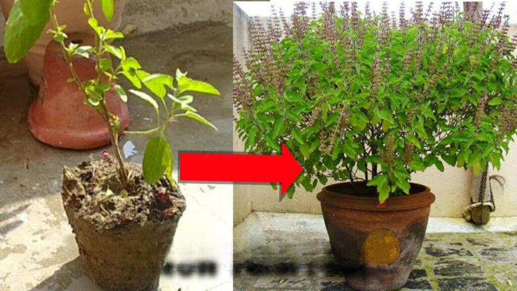 Taking Full Care But Tulsi Still Dries Up? These 4 Mistakes Might Be the Real Reason