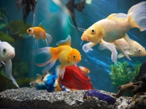 auspicious Fish
