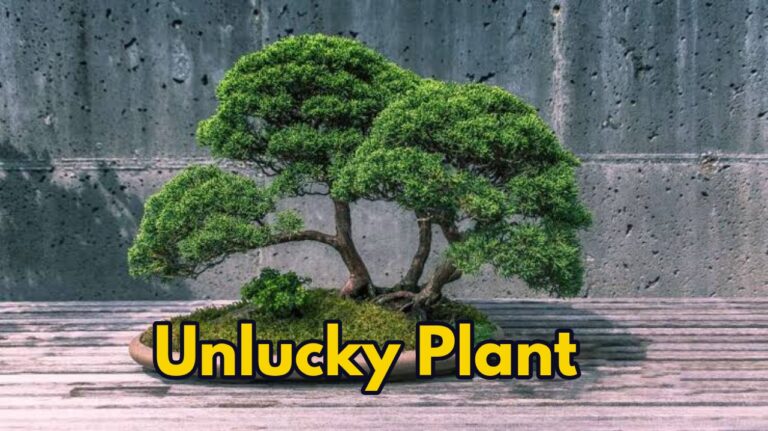 These Unlucky Plants Bring Misfortune Or Bad Luck At Home, Know Behind The Reason