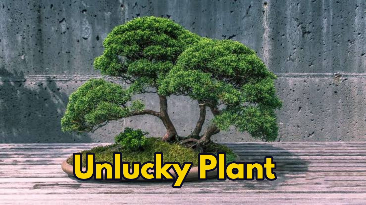 These Unlucky Plants Bring