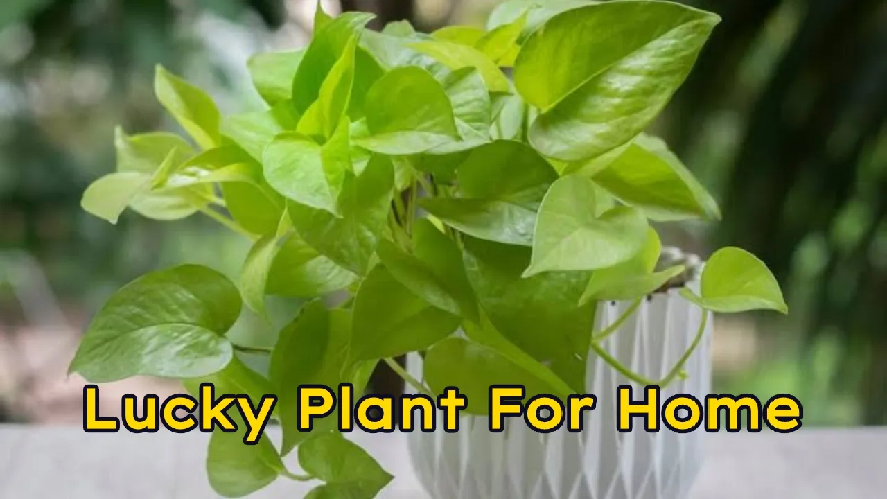 Lucky Plant