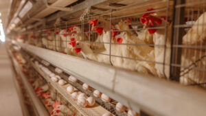 poultry business